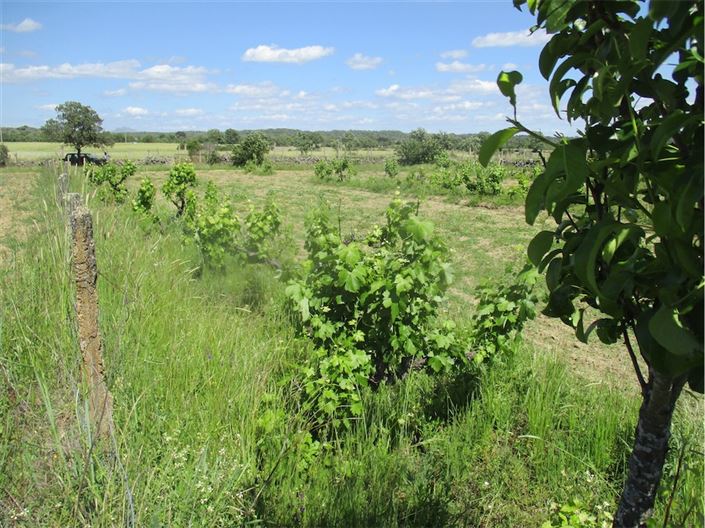 Image No.22-Propriété à vendre à Castelo Branco