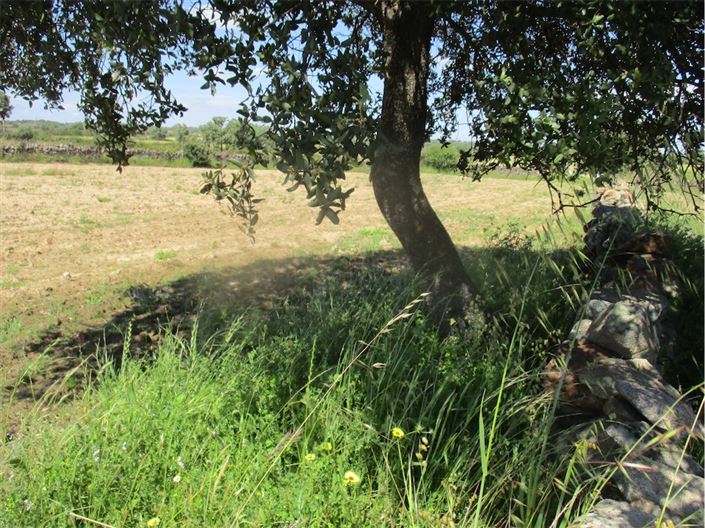 Image No.31-Propriété à vendre à Castelo Branco