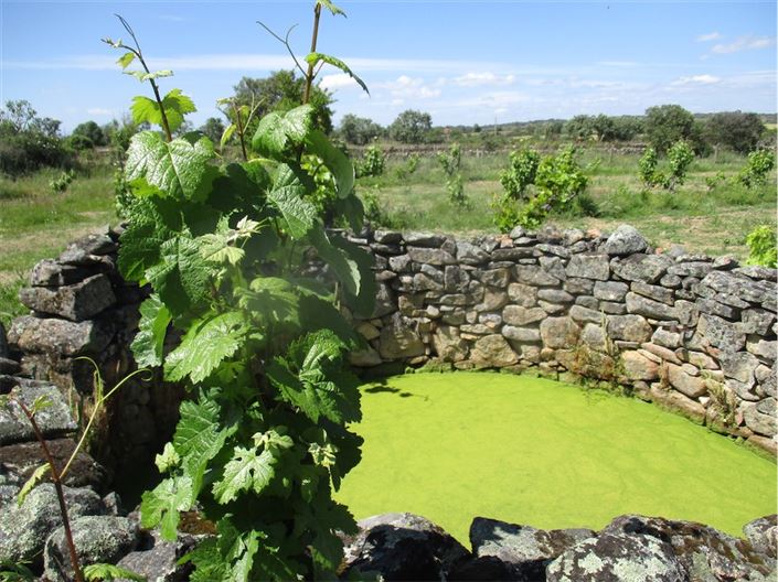 Image No.6-Propriété à vendre à Castelo Branco