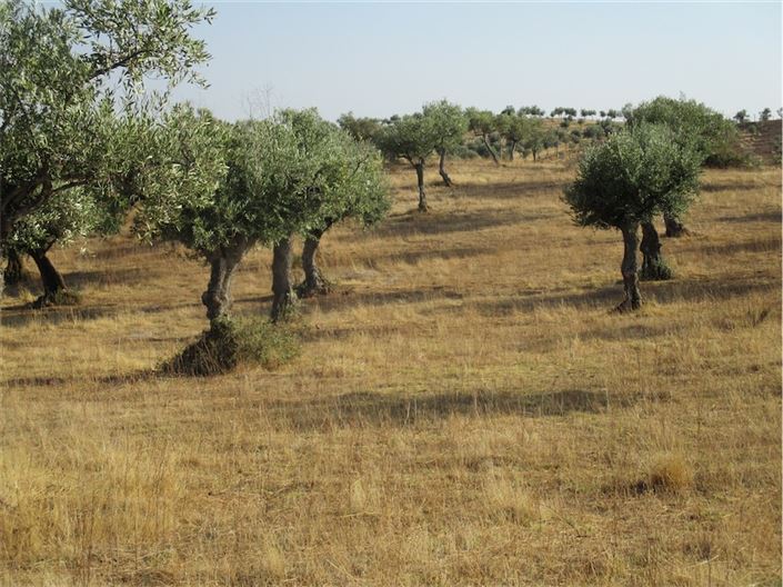 Image No.1-Propriété à vendre à Castelo Branco