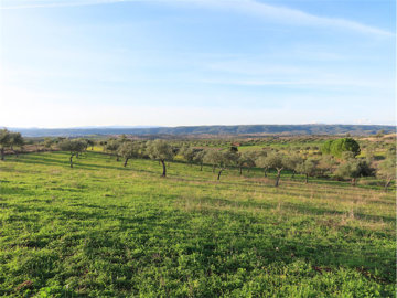 1 - Castelo Branco, Property