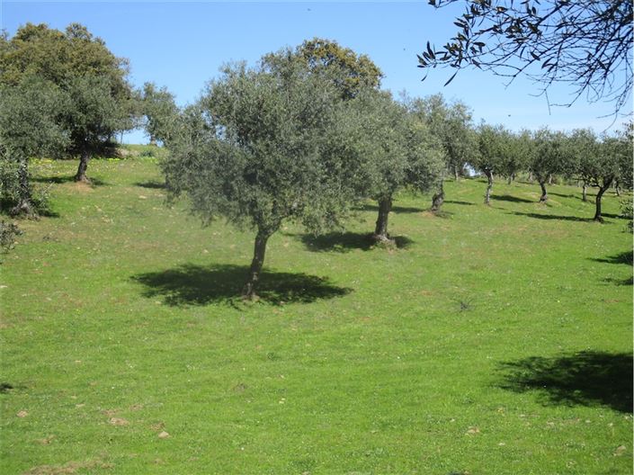 Image No.4-Farmhouse for sale