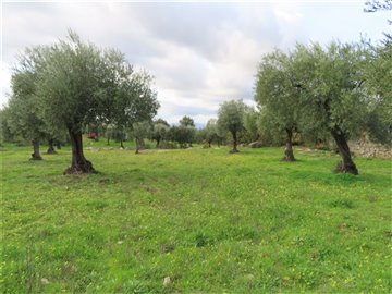 1 - Castelo Branco, Property