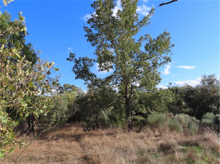 Image No.15-Propriété à vendre à Castelo Branco