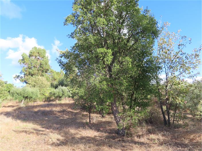 Image No.16-Propriété à vendre à Castelo Branco