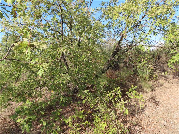 Image No.17-Propriété à vendre à Castelo Branco