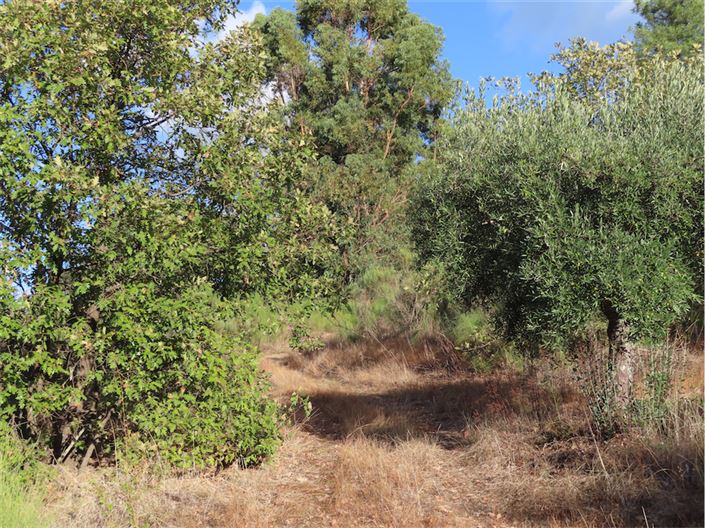 Image No.18-Propriété à vendre à Castelo Branco