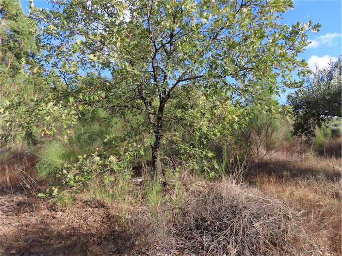 Image No.19-Propriété à vendre à Castelo Branco