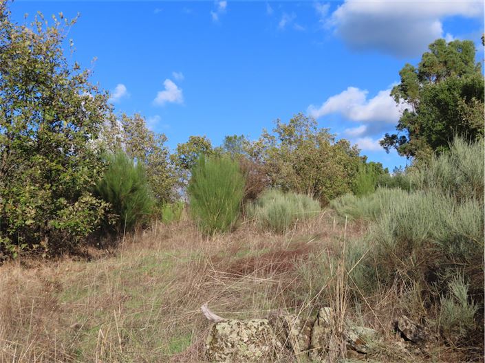 Image No.4-Propriété à vendre à Castelo Branco