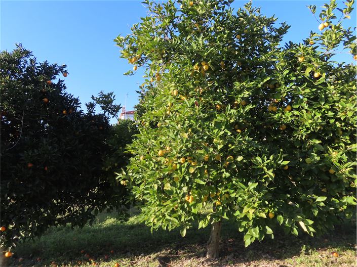 Image No.4-6 Bed Property for sale