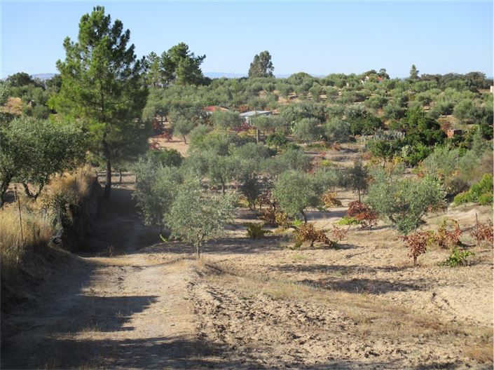 Image No.1-Propriété à vendre à Castelo Branco