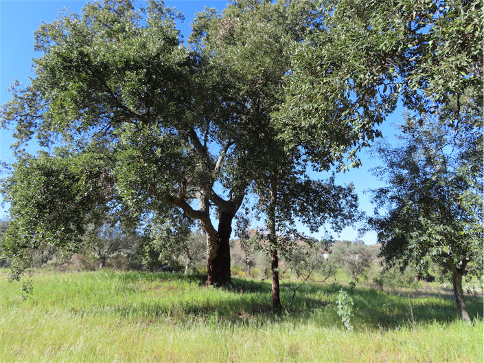 Image No.31-Property for sale