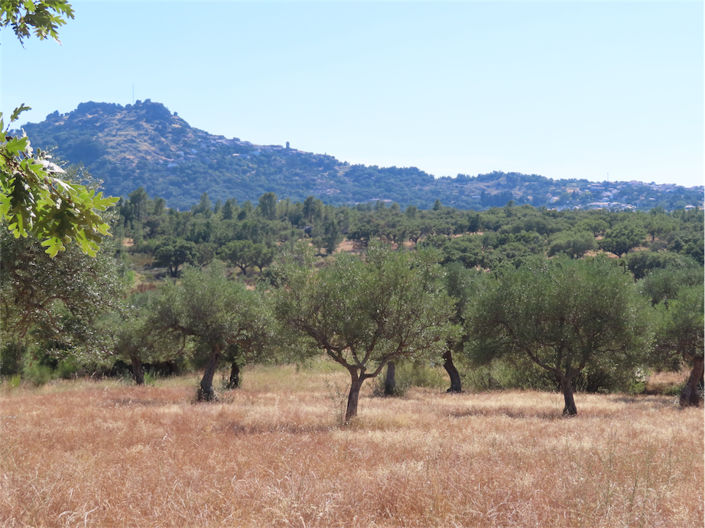 Image No.1-Propriété à vendre à Castelo Branco