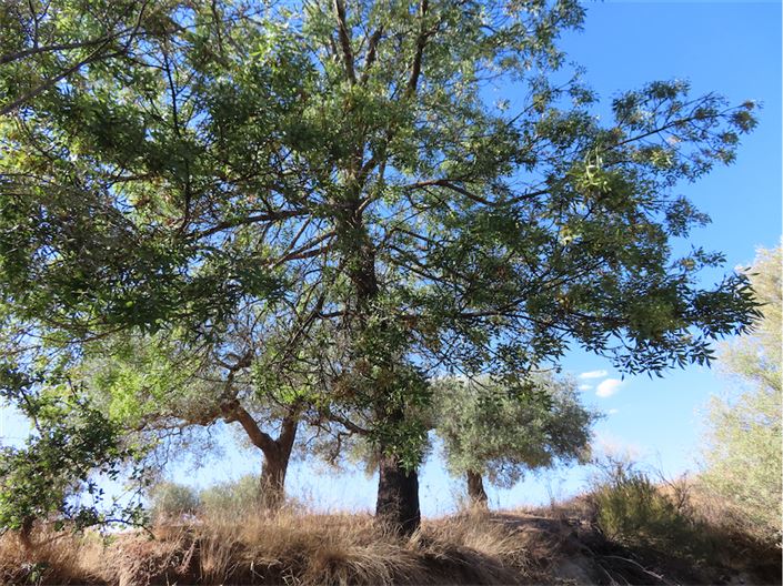 Image No.12-Propriété à vendre à Castelo Branco