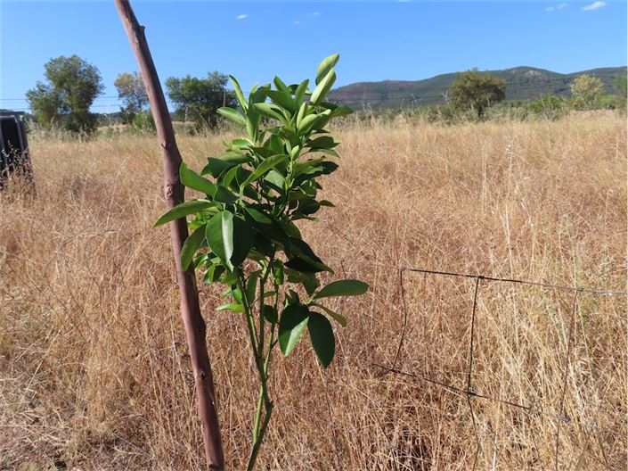 Image No.17-Propriété à vendre à Castelo Branco