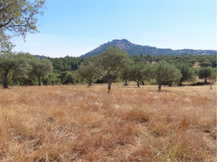 Image No.2-Propriété à vendre à Castelo Branco