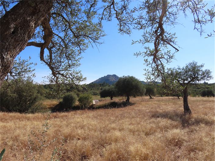 Image No.21-Propriété à vendre à Castelo Branco