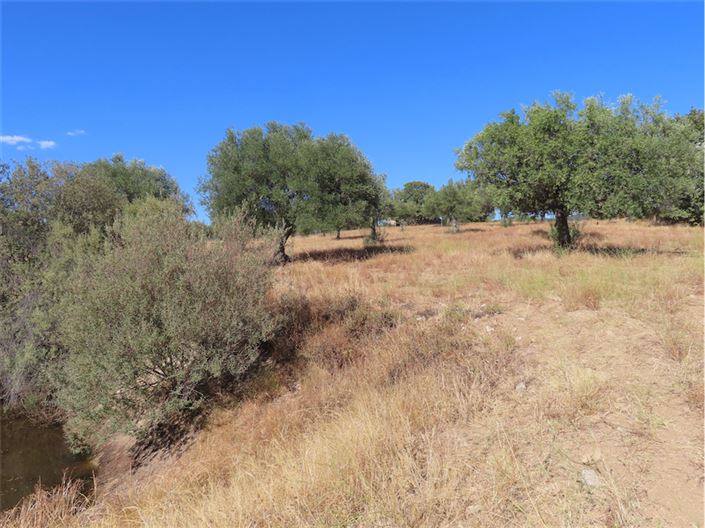 Image No.22-Propriété à vendre à Castelo Branco