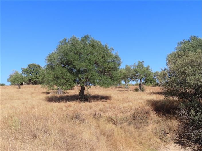 Image No.26-Propriété à vendre à Castelo Branco