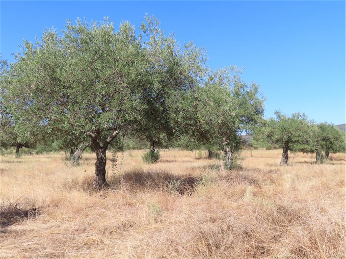 Image No.9-Propriété à vendre à Castelo Branco