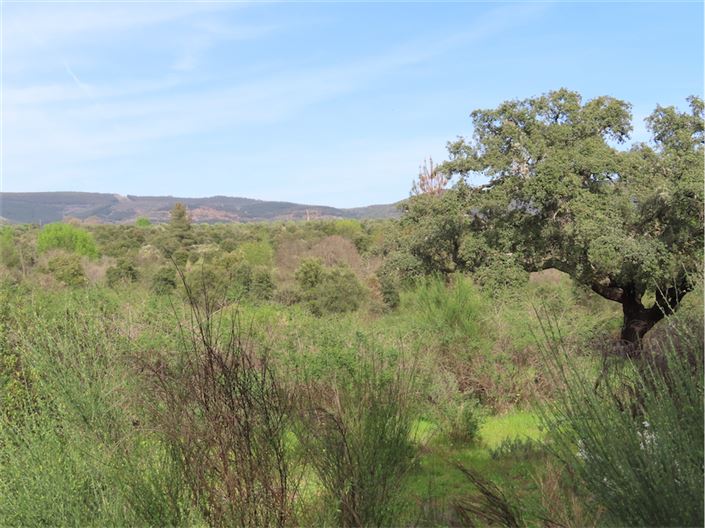 Image No.11-Propriété à vendre à Castelo Branco