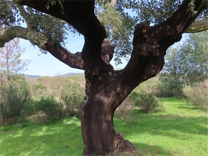 Image No.12-Propriété à vendre à Castelo Branco