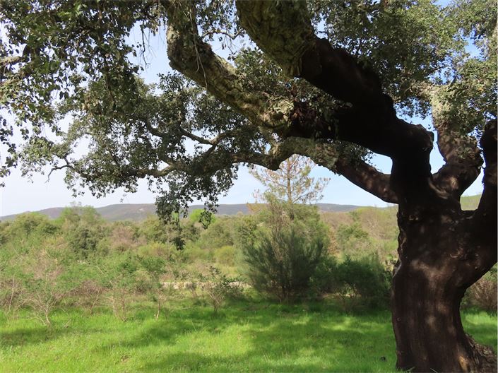 Image No.7-Propriété à vendre à Castelo Branco