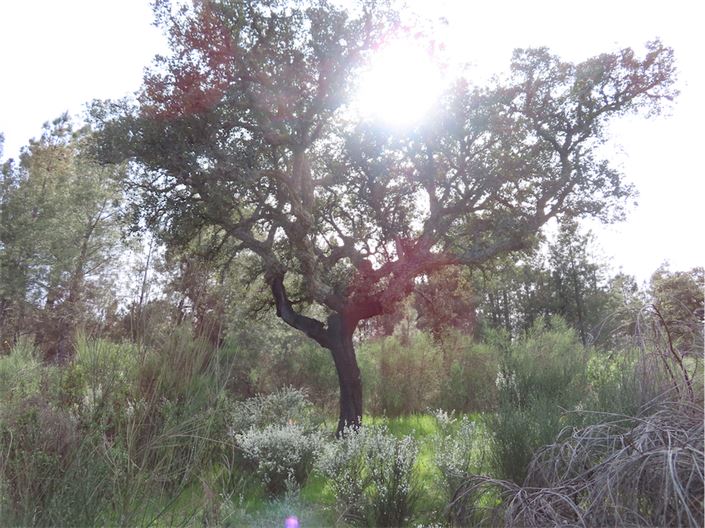 Image No.8-Propriété à vendre à Castelo Branco