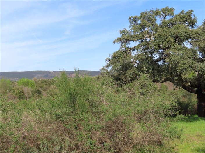 Image No.9-Propriété à vendre à Castelo Branco