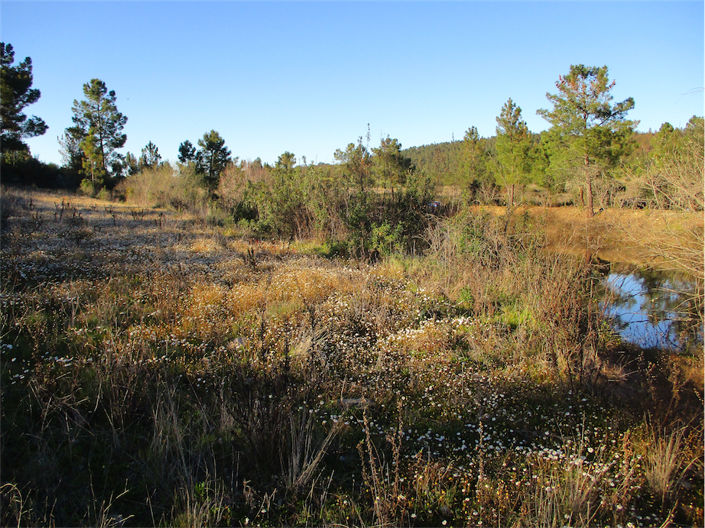 Image No.5-Propriété à vendre à Castelo Branco