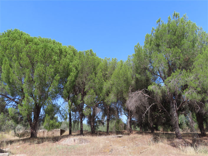 Image No.3-3 Bed Property for sale