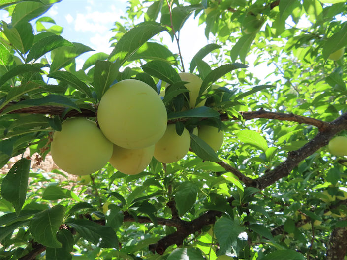 Image No.3-Property for sale