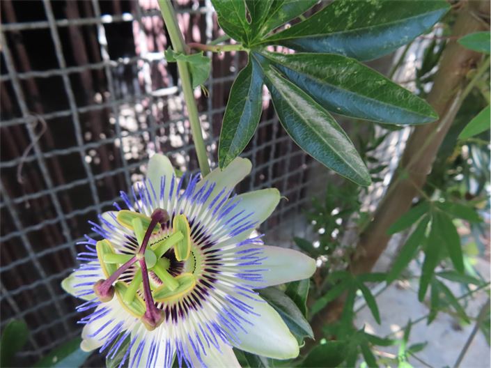 Image No.36-Property for sale