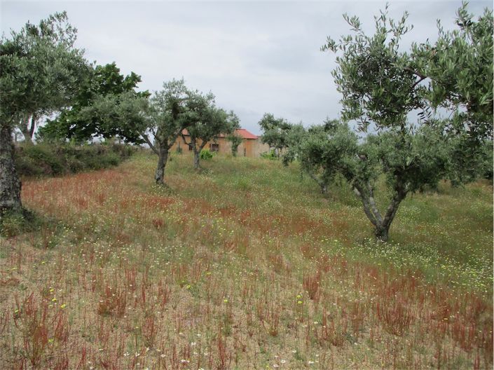 Image No.1-Propriété à vendre à Castelo Branco