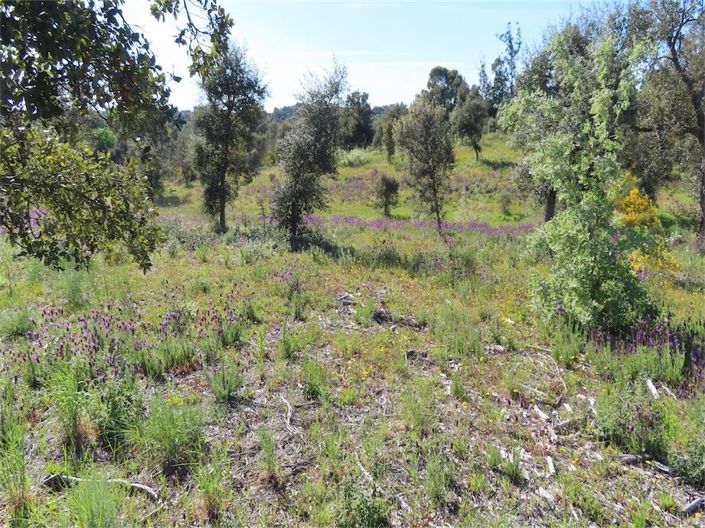 Image No.1-Property for sale