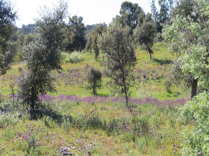 Image No.2-Property for sale