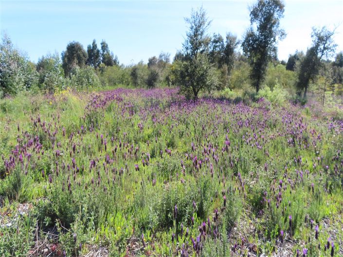 Image No.3-Property for sale