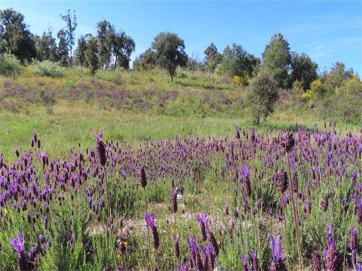 Image No.8-Property for sale