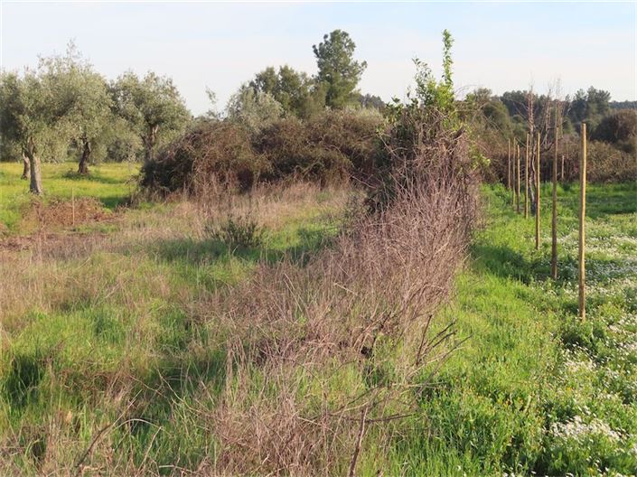 Image No.18-Propriété à vendre à Castelo Branco