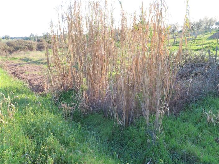 Image No.25-Propriété à vendre à Castelo Branco