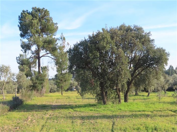 Image No.26-Propriété à vendre à Castelo Branco