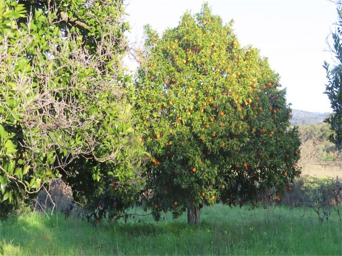 Image No.2-Property for sale