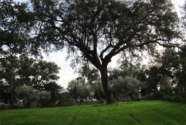 Image No.11-Land for sale