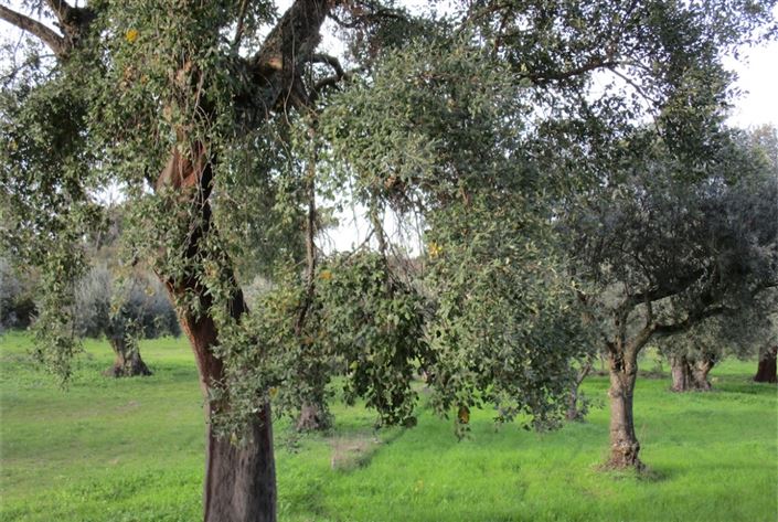 Image No.12-Land for sale