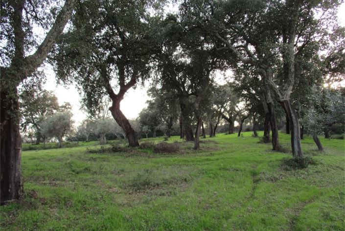 Image No.2-Land for sale