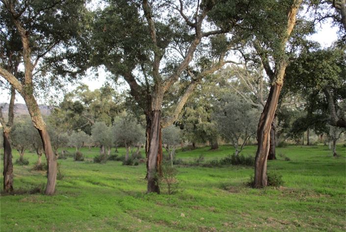 Image No.6-Land for sale