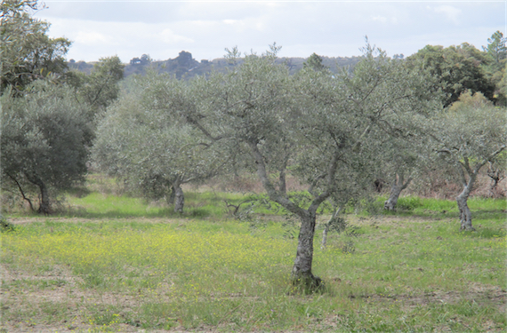 Image No.1-Propriété à vendre à Castelo Branco