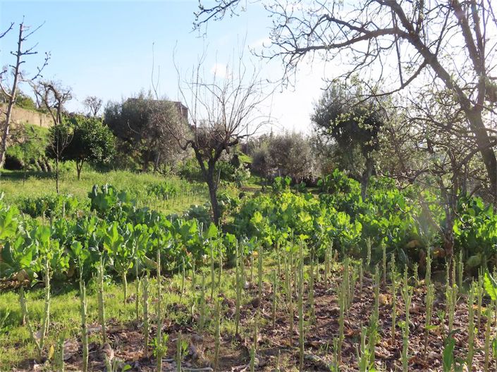 Image No.5-Propriété à vendre à Castelo Branco