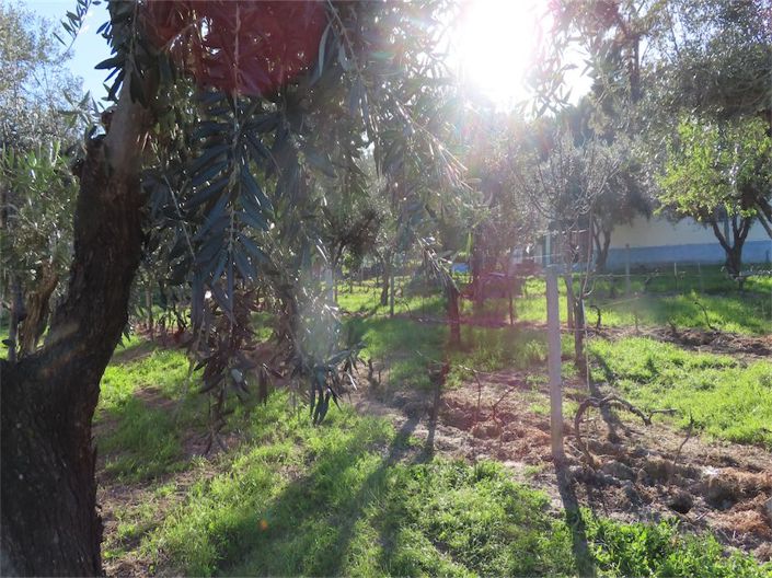 Image No.6-Propriété à vendre à Castelo Branco