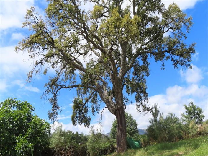 Image No.48-5 Bed Property for sale